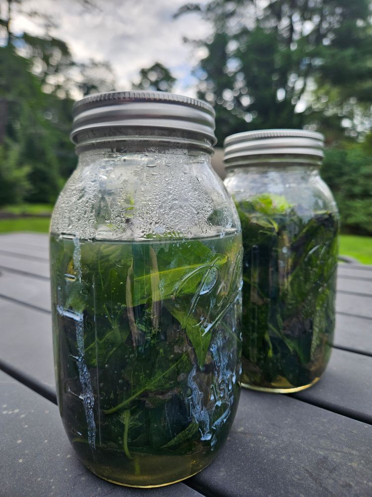Indigo leaves are submerged in water in glass mason jars for pigment extraction. 