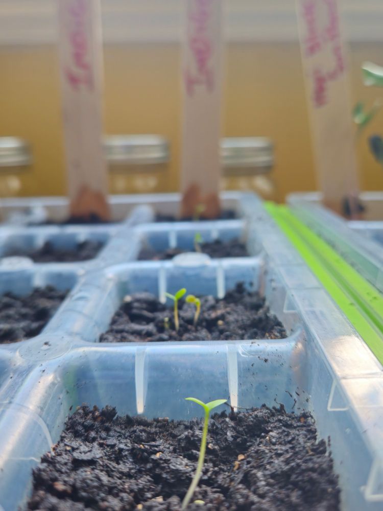 Close-up of young indigo seedlings sprouting in a plastic seed tray with soil, labeled wooden markers in the background.


