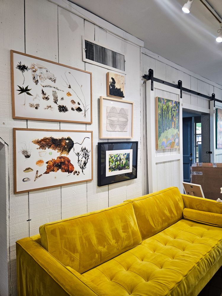 View of The Gallery at Yellow Studio showing a wall displaying Allison's framed botanical photographs above a yellow velvet sofa, featuring arranged leaves, flowers, seaweed, lichen, and more natural specimens in wood frames.