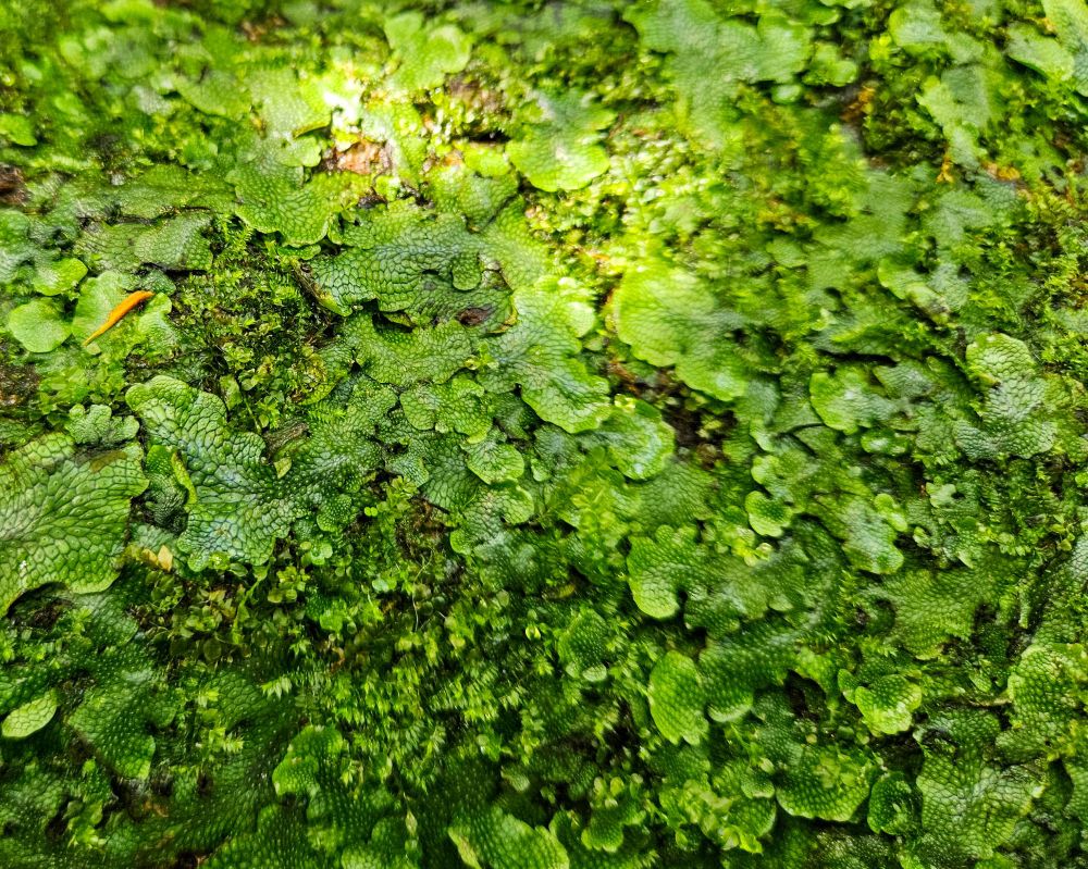 Lovely liverwort spotted happily growing on a rock at the New York Botanical Garden 