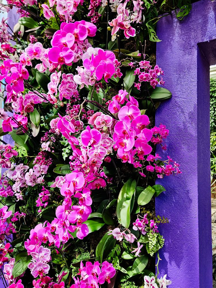 Pink orchids climb a purple wall at the New York Botanical Garden orchid show.