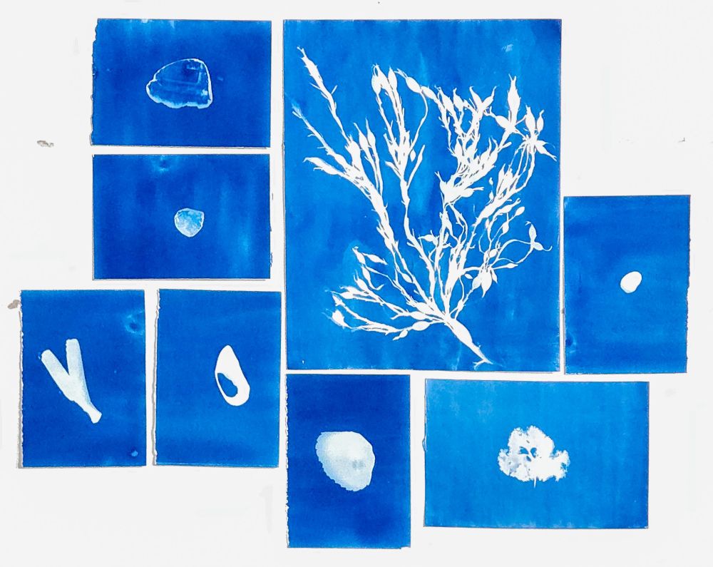 A clustered arrangement of nine cyanotype prints on white paper by artist Allison Belolan, created using foraged natural materials collected in Downeast Maine. The prints feature a striking Prussian blue background with white silhouettes of various organic forms, including seaweed, leaves, pebbles, and shells. The central and largest print showcases a delicate, branching seaweed specimen. Surrounding it are smaller prints, each highlighting the unique shapes and textures of individual found objects. The composition celebrates the natural beauty of coastal environments through the lens of an alternative photographic process.