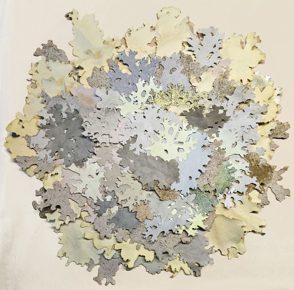 Collage in progress inspired by Lobaria lichen, composed of layered, irregularly shaped pieces resembling lichen lobes. Made from handmade recycled paper infused with plant materials and natural pigments in muted earth tones—grays, greens, yellows, and browns—arranged in a circular, organic formation on a neutral background.