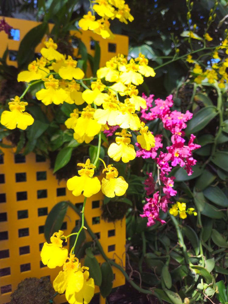 Stunning yellow orchids at the New York Botanical Garden orchids show
