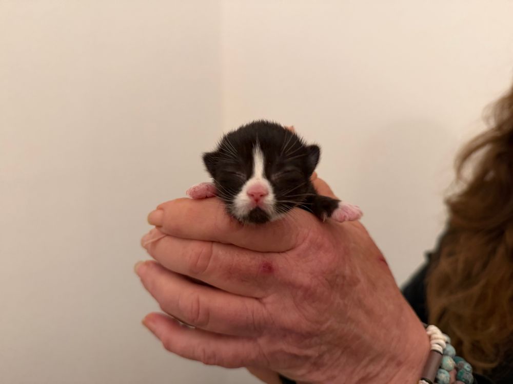 A less the a week old black and white kitten, held in hands, their eyes closed