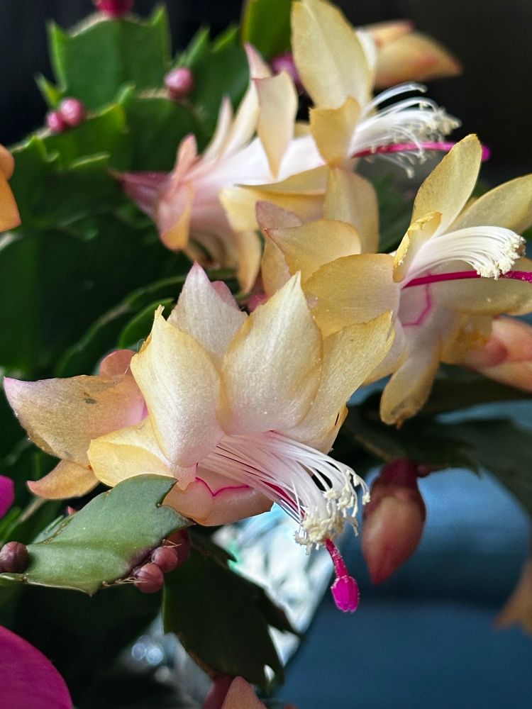 A yellow-beige Thanksgiving cactus bloom close up