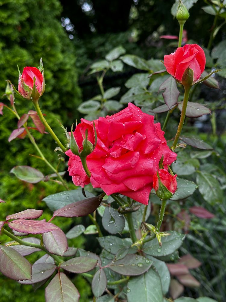 A red rose with buds