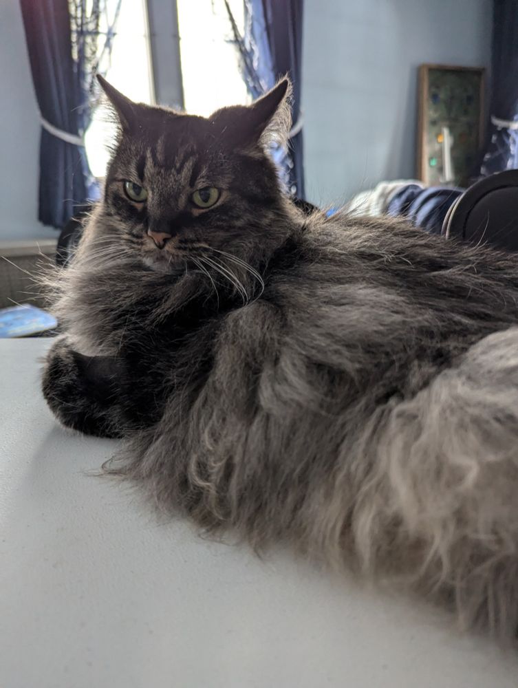 Fluffy, long haired cat with a very stern face. 