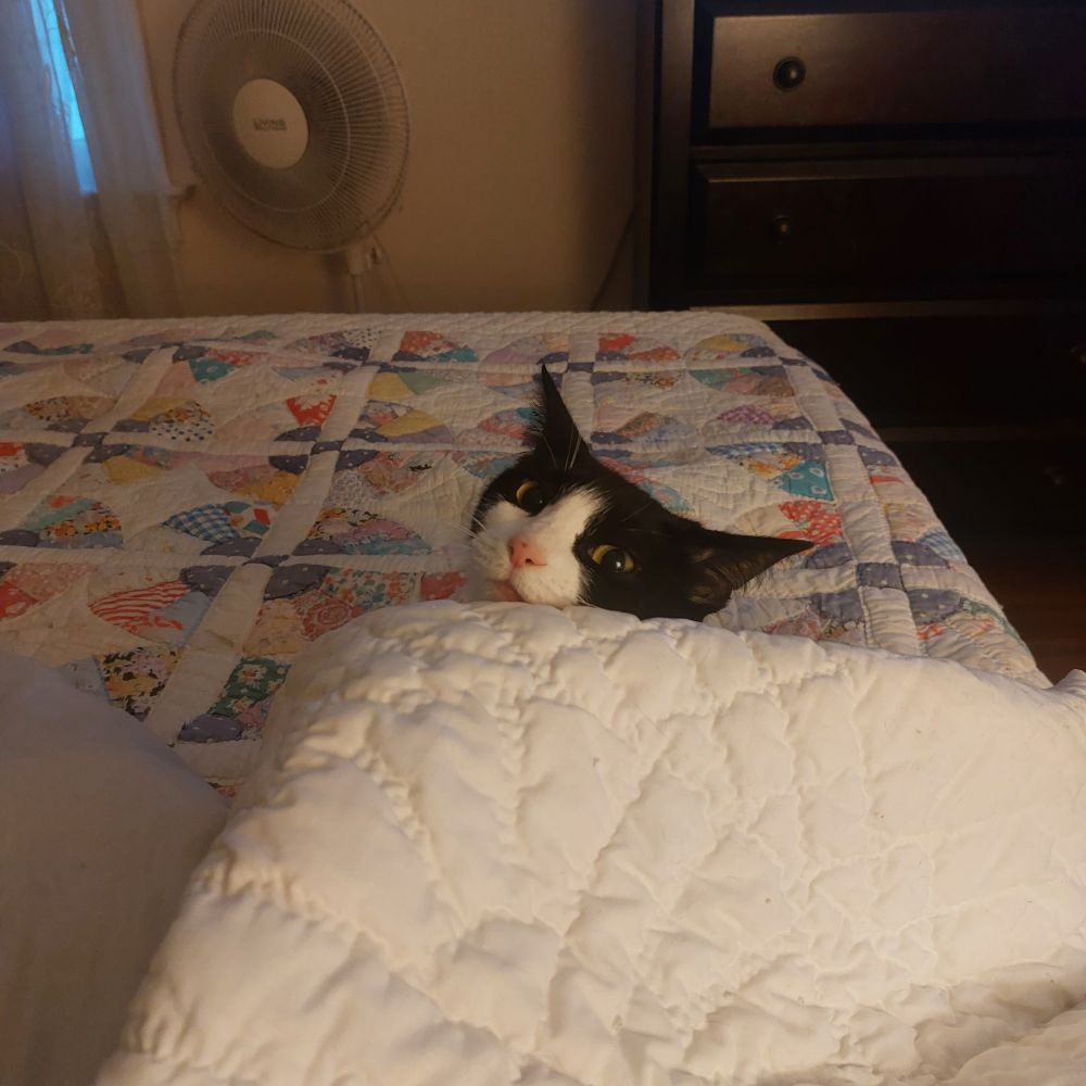 Tuxedo cat looking crazy