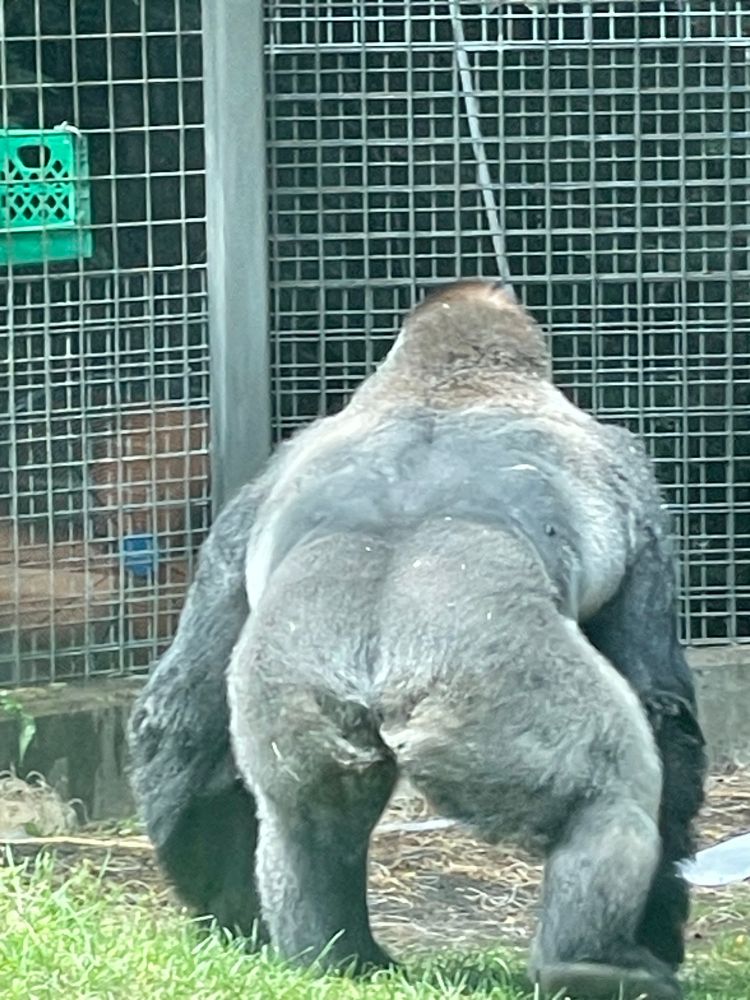 Gorilla butt 