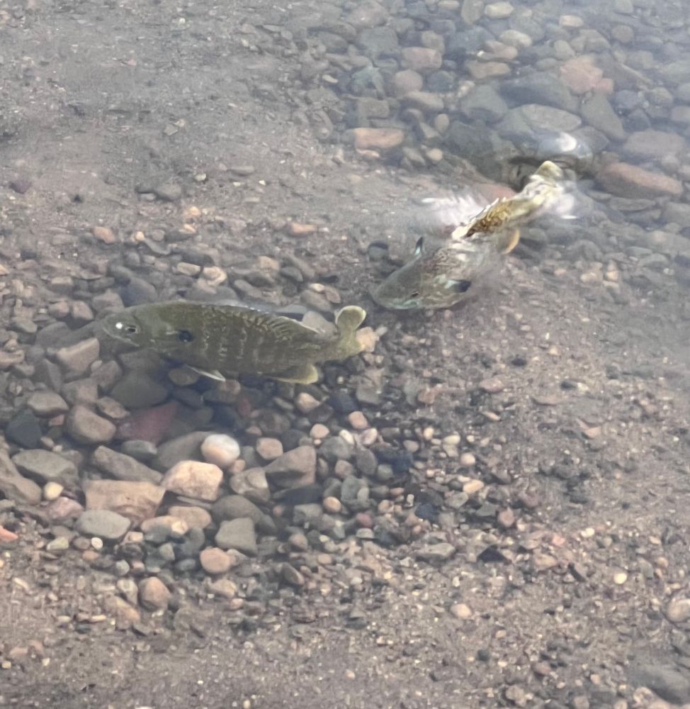 A photo of two sunfish in shallow pond water.