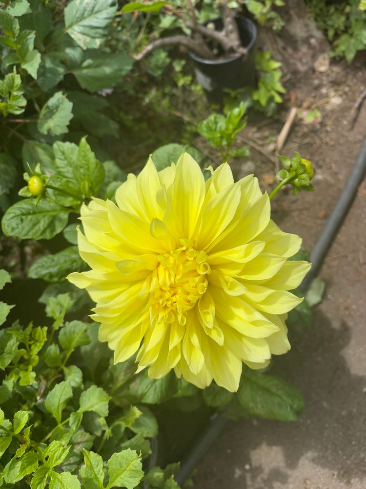 Yellow dahlia 