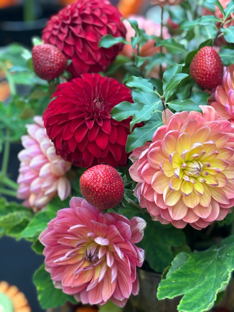 An arrangement of pink and red dahlias