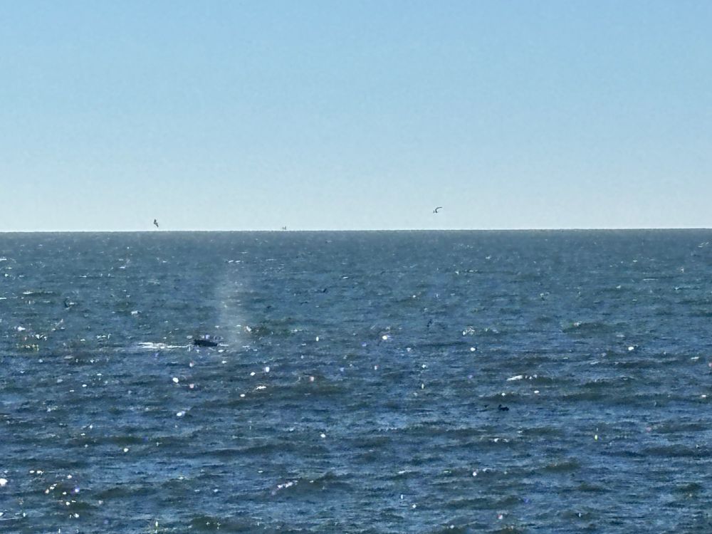 Whales spouting