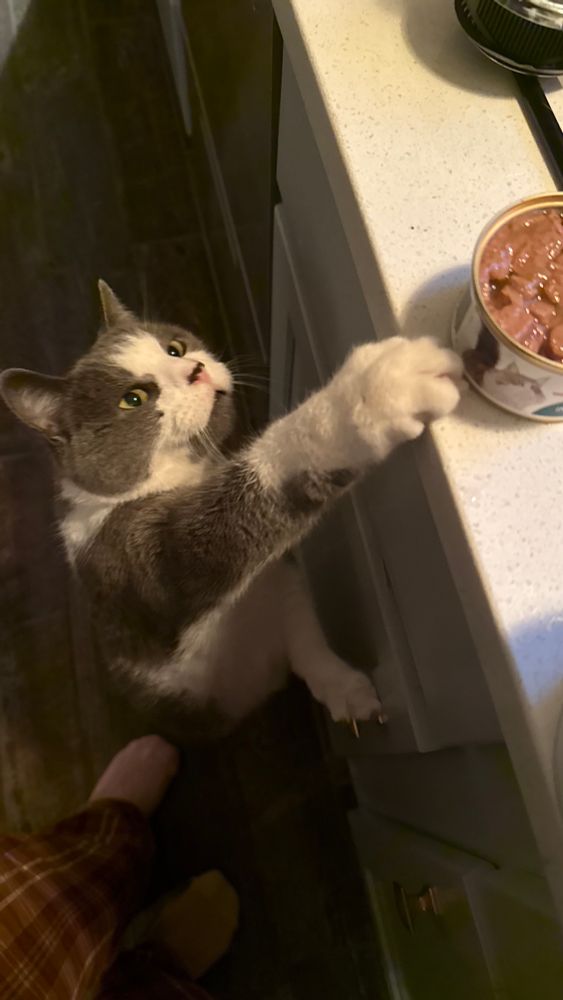 A gray and white cat standing on its hind legs to stretch a front paw up to a kitchen counter where his opened can of dinner sits ready to be portioned into his bowl. He does not seem to want to wait for that, and very much wants it now. 