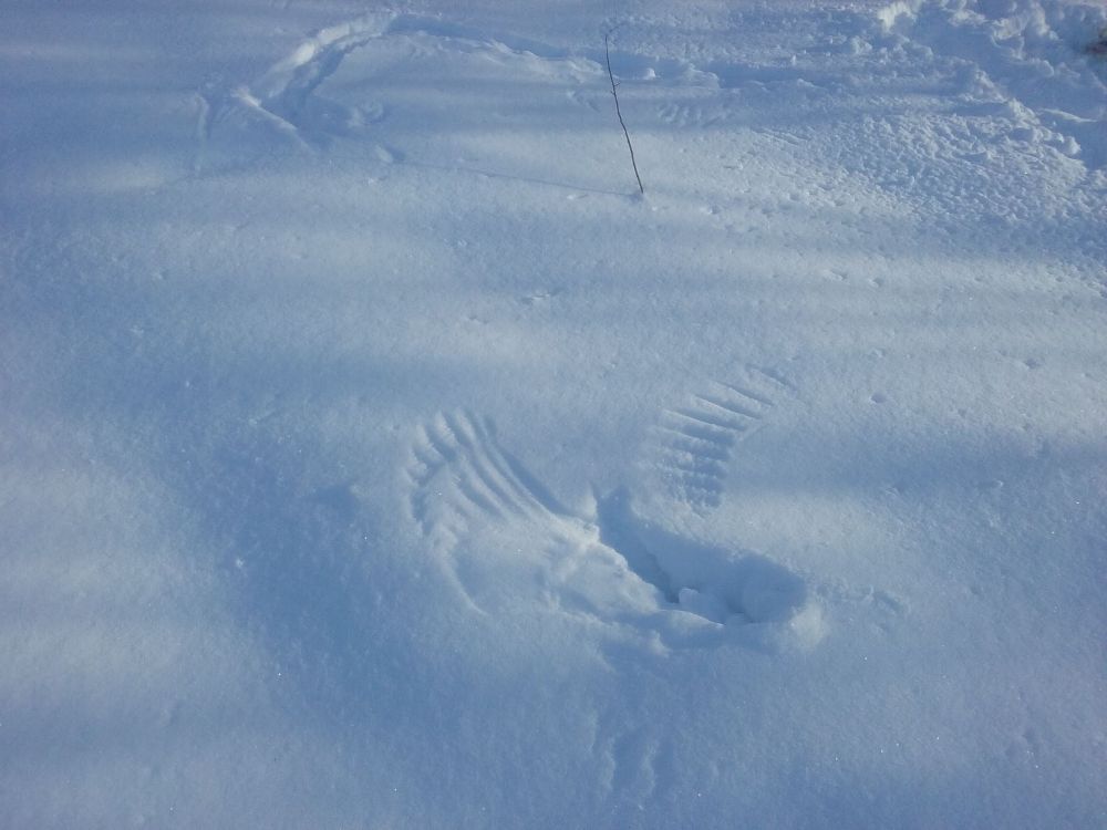 Imprint of bird wing feathers in the snow.