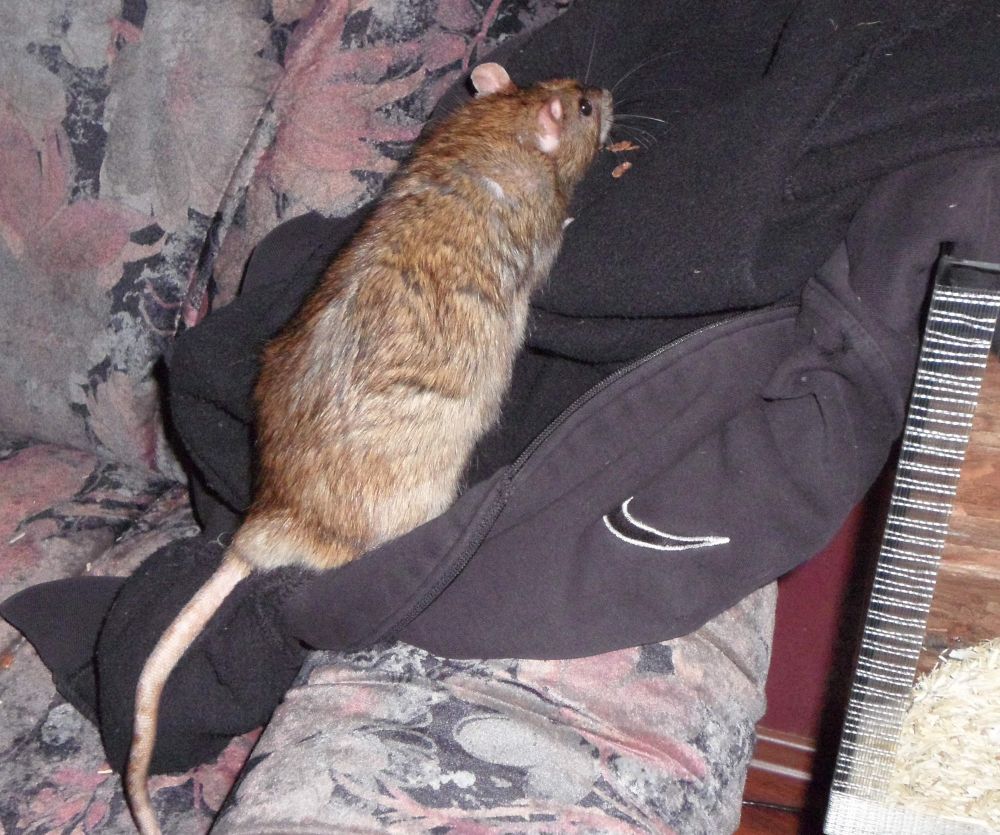 Graubraune farbratte auf Couch buddelt in alte Kapuzenjacke. 