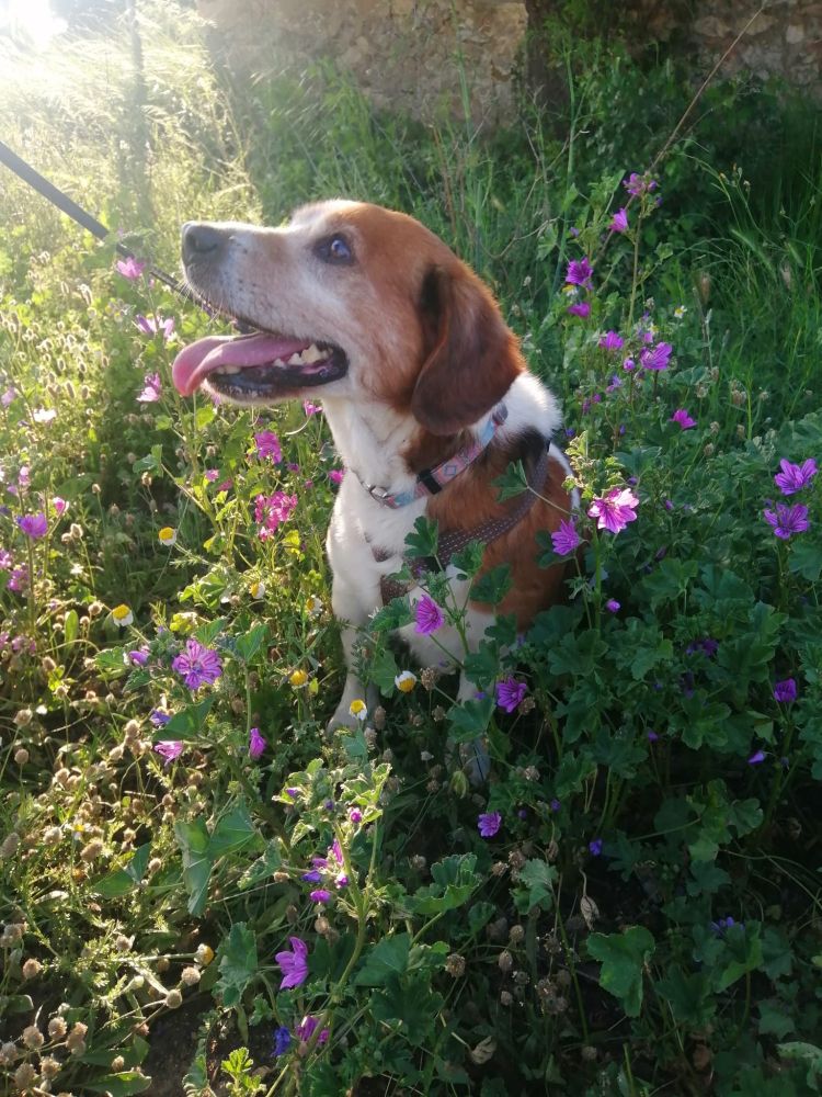 Bacon the dog