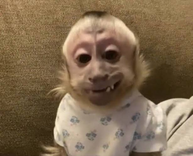 macaquinho sorridente