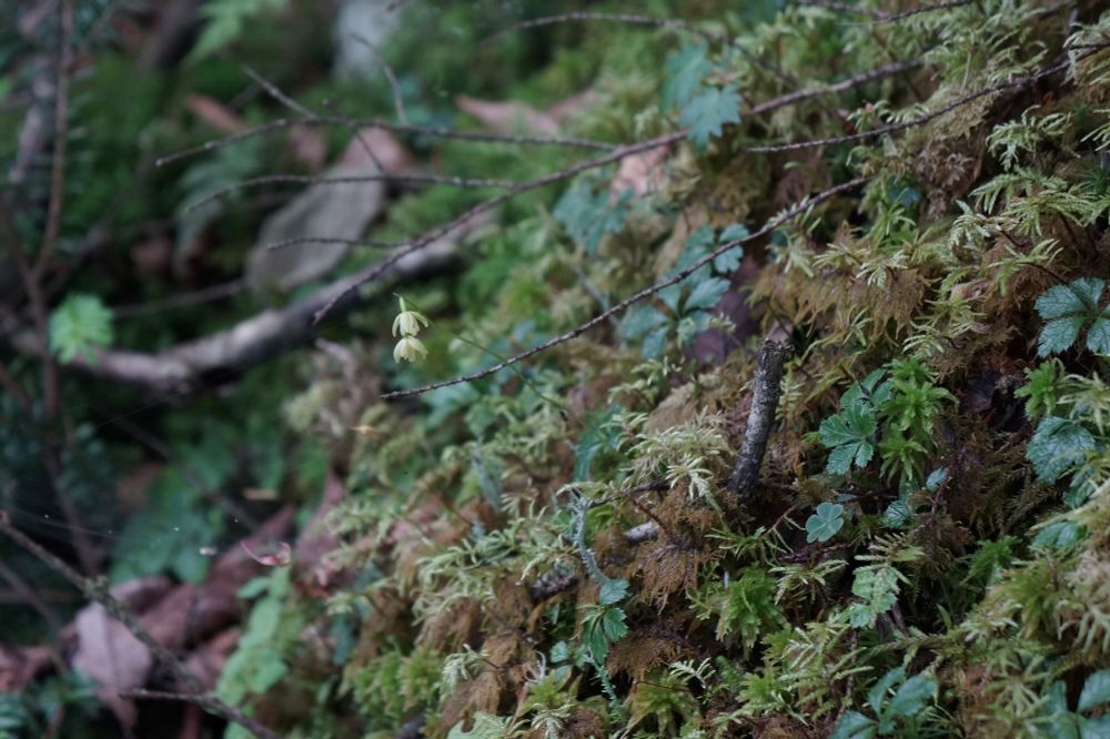 苔の中でひっそり咲くコイチヨウラン