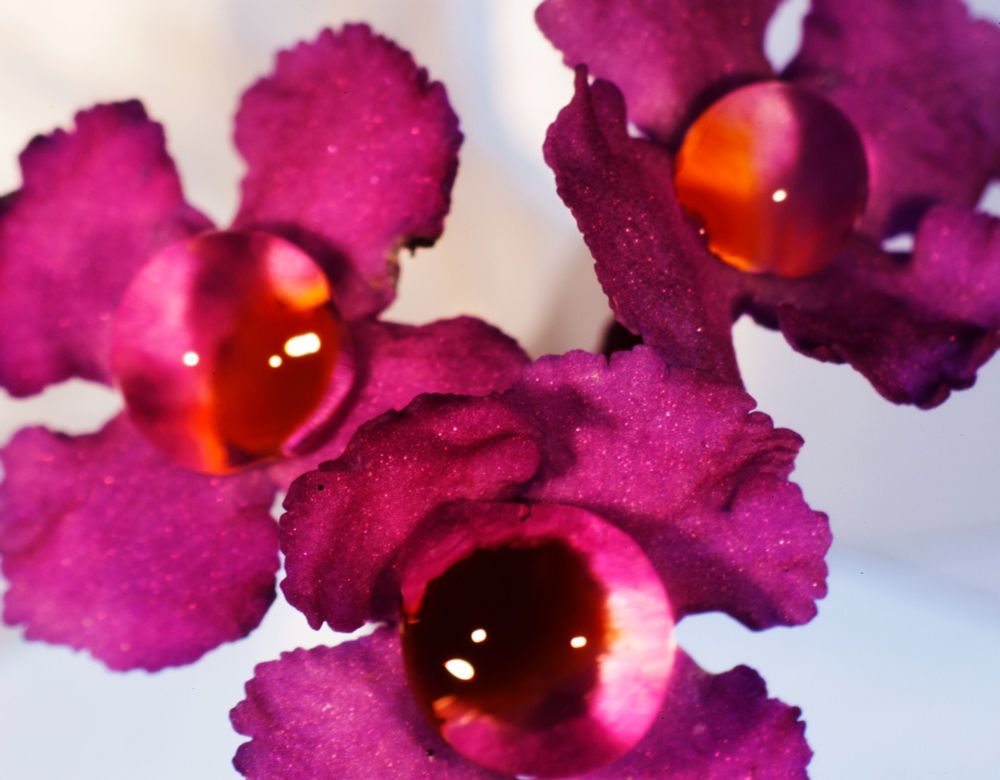 3 flowers with water droplets