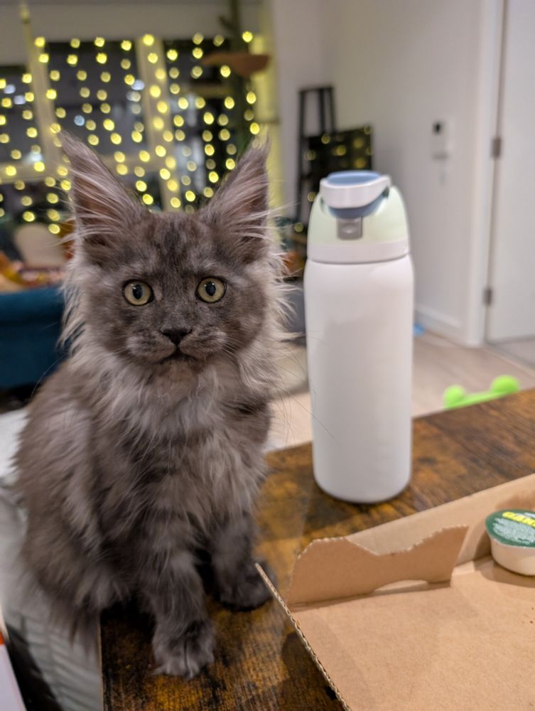 A grey maine coon kitten next to an owala bottle