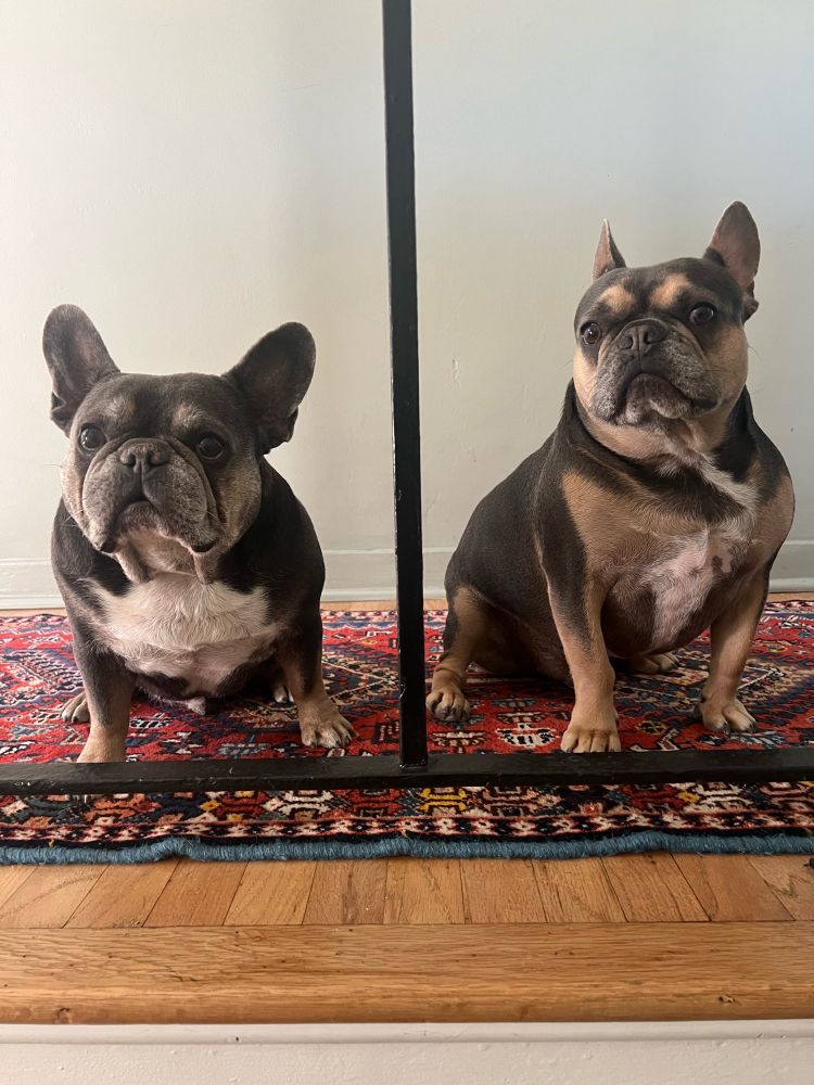 Two dark brown French bulldogs sit next to one another. 