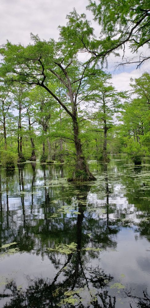 Reflection of Cypress Tree in Water at Millpond State Park in North Carolina 