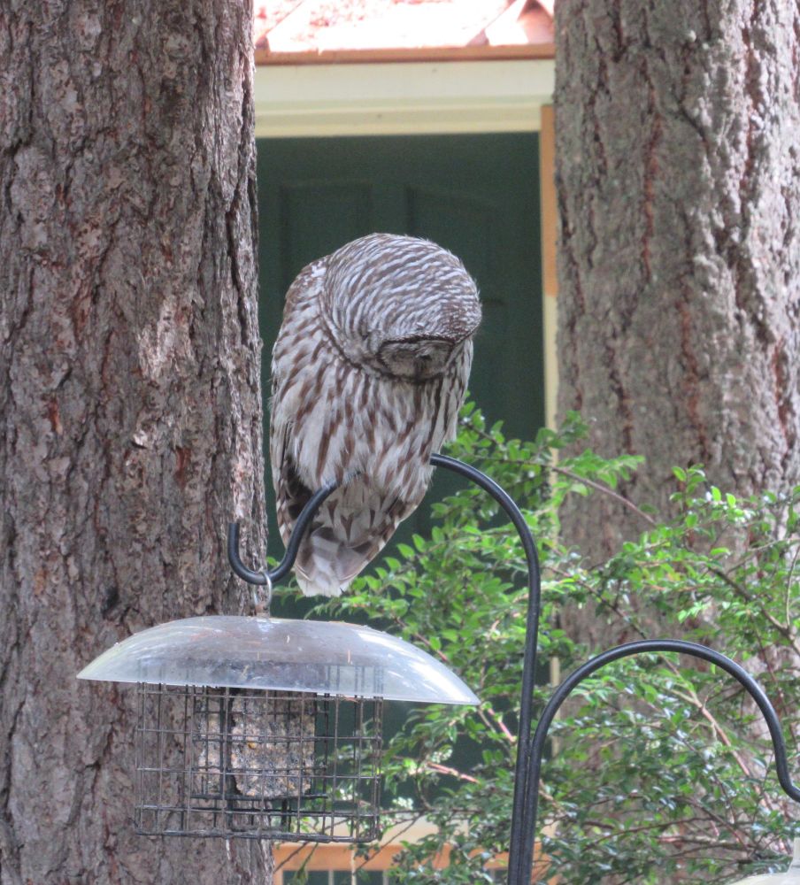 Barred Owl sitting on bird feeder, looking down.  Trying to figure out how this bird feeder works, not understanding he is the NOT the bird to be fed at this feeder.  