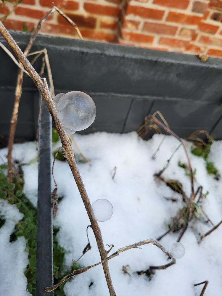 Frozen bubble on a dead twig, snow in background