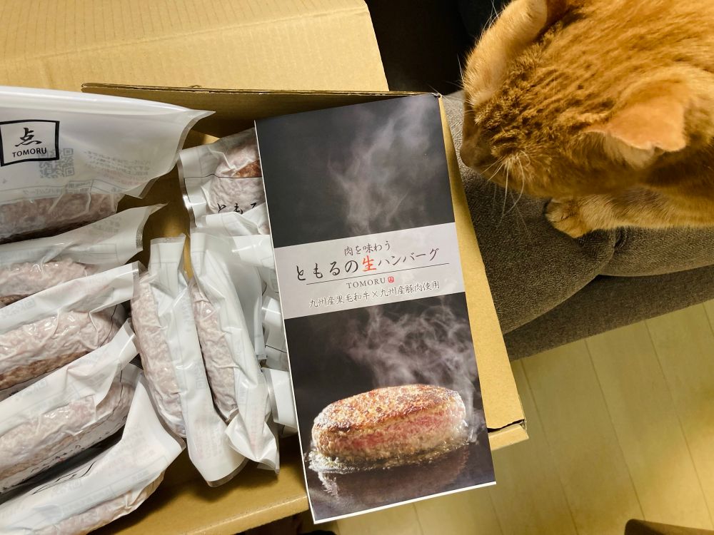 冷凍ハンバーグが沢山入ったダンボールを見つめる猫
