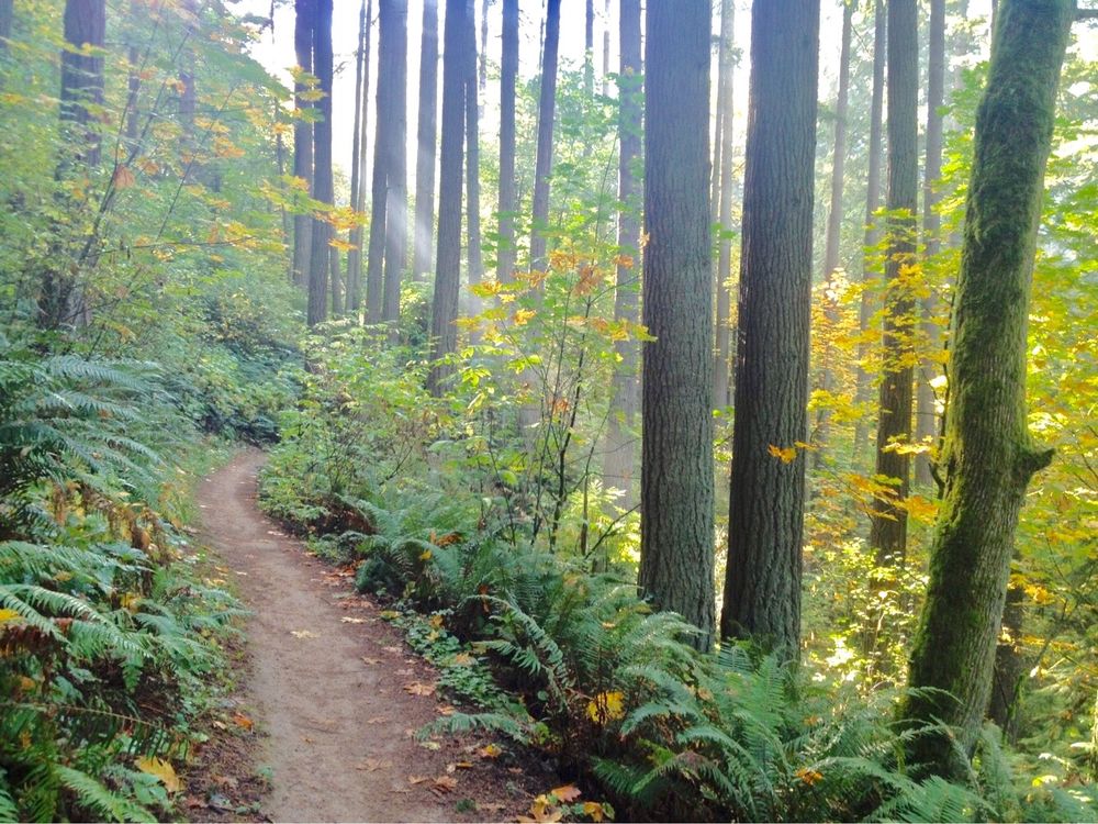 Forest Park in Portland, Oregon with autumn color