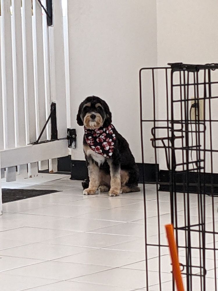 A close up of the same black and brown dog as it continues to stare directly at the camera. 