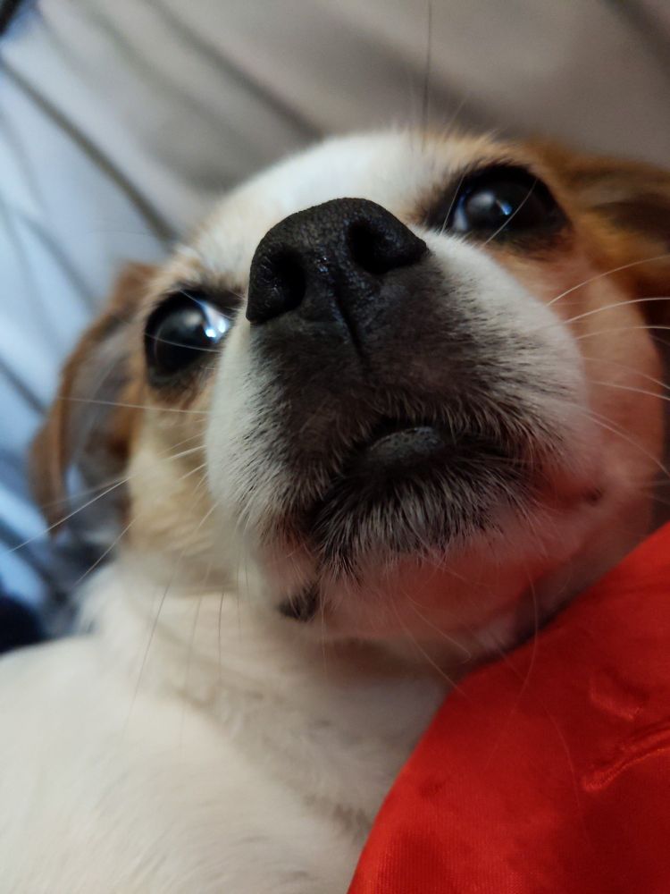 A close up image of a brown and white short haired dog (whose name happens to also be scrump), with large eyes that point in opposite directions 