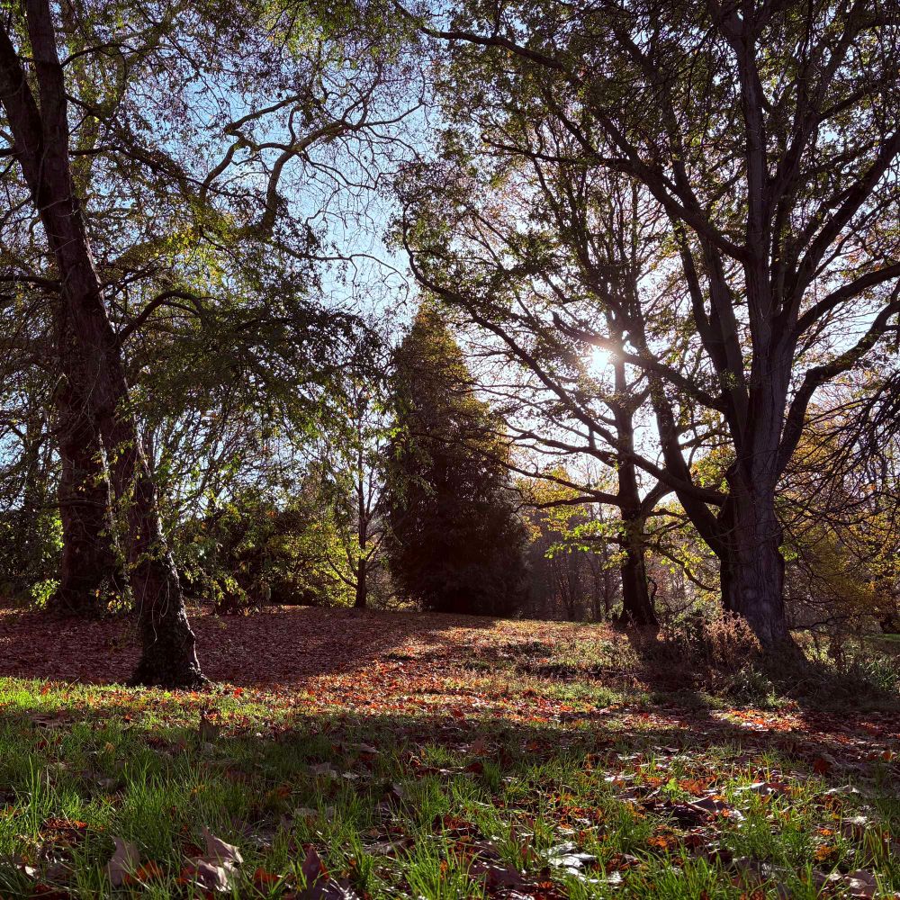 A park with morning sun streaming through tree branches, with a layer of orange leaves on the ground 