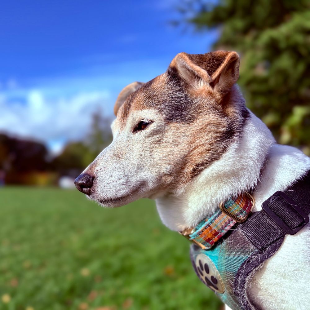 A brown and white Jack Russell terrier looks out onto a green park as she warms her face by the sun. She contemplates her lunch: Will it contain chicken, her favourite?