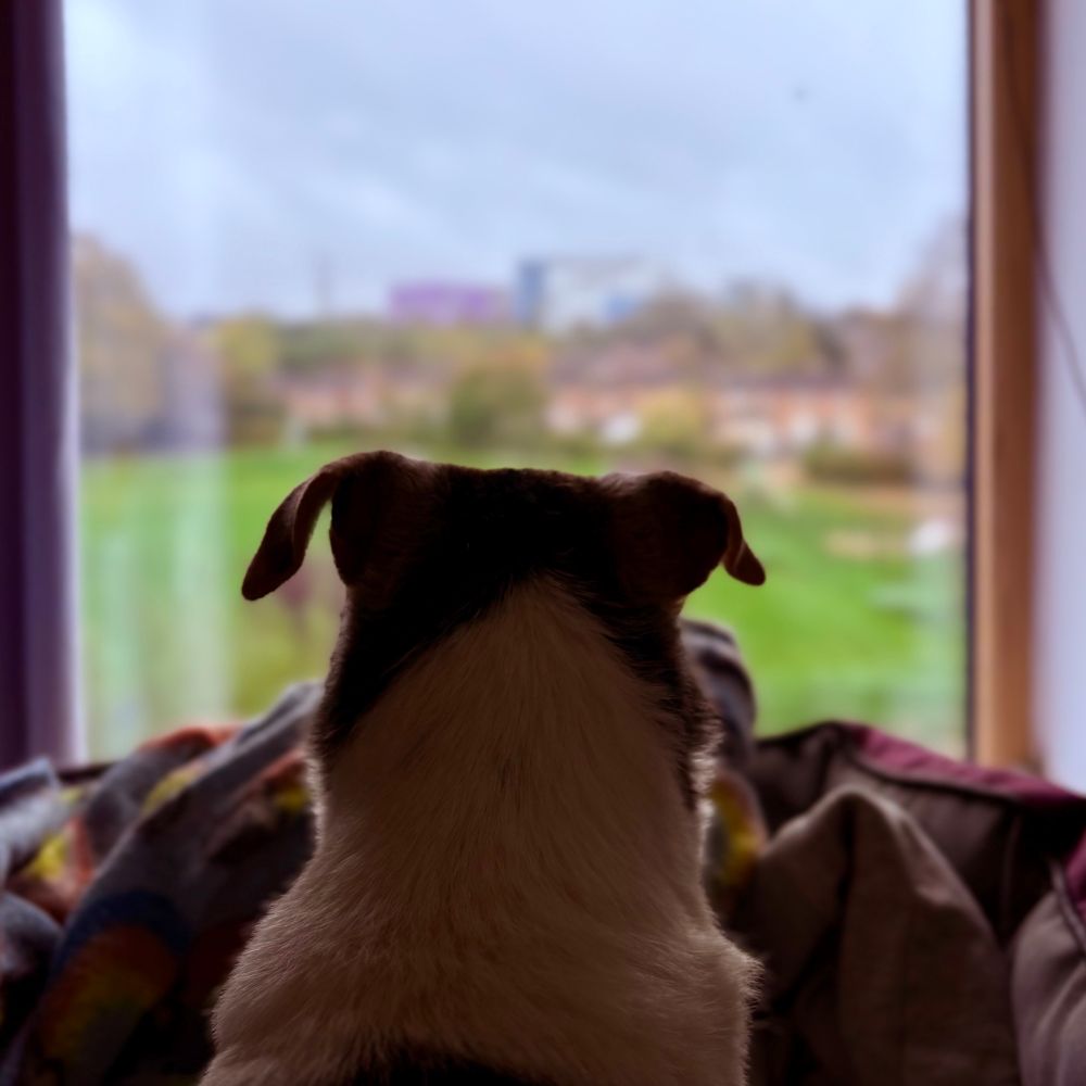 A Jack Russell terrier looks out of a window onto a green field. It’s rainy outside, so she thinks about her favourite thing for such a day: chicken soup. 