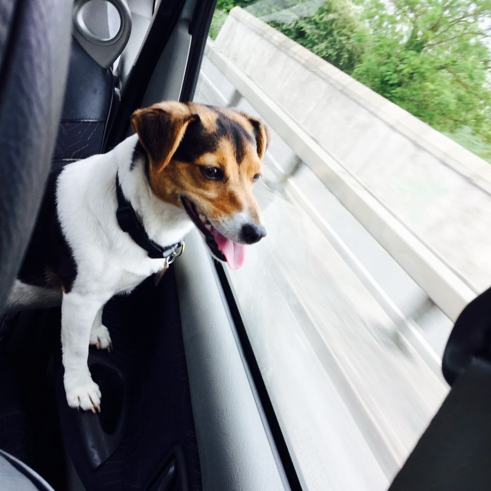 A Jack Russell terrier looks out of a car window: is there chicken out there?