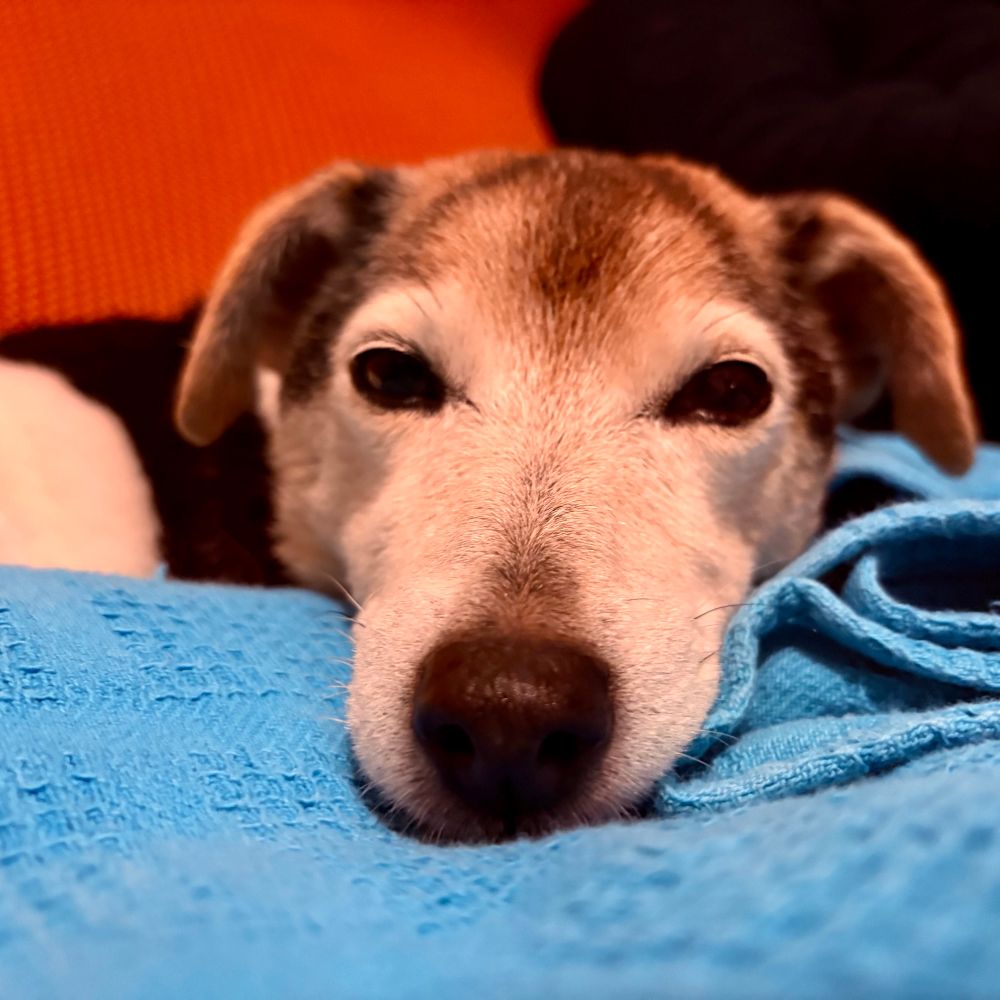 A disappointed Jack Russell terrier looks directly into the camera…and your soul.