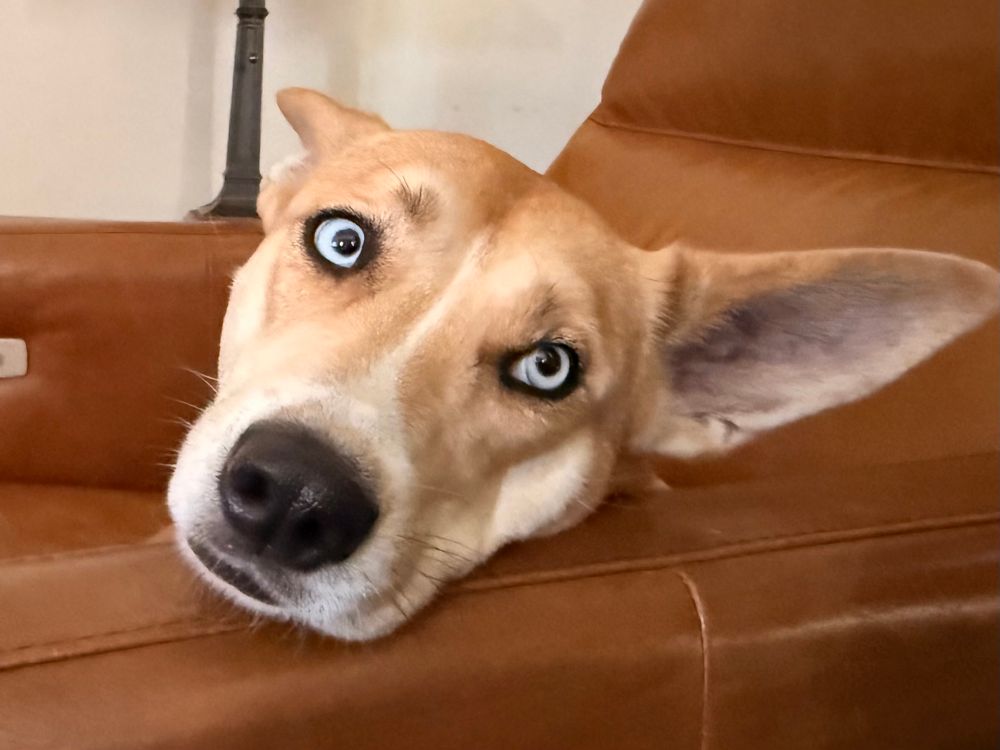 A Carolina dog sits in a chair.