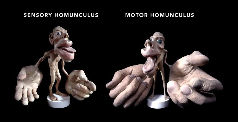 models of the sensory homunculus and motor homunculus, which are representations of the regions of the body mapped by the sensory cortex and motor cortex respectively 