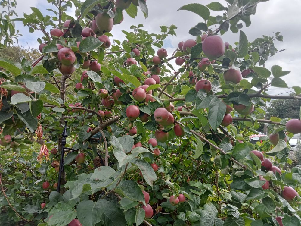 our apple tree with lots of red apples