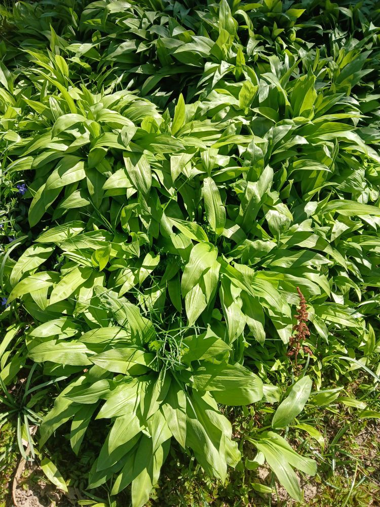 Ein Foto vom sonnenbeschienenen Boden es sprießen junge Bärlauch Blätter quasi an jeder Stelle hervor