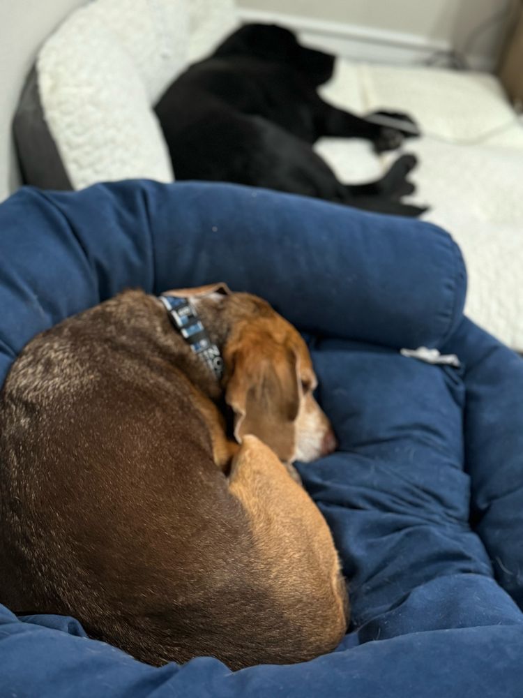 A basset hound and a black Labrador sleep in their own beds.  