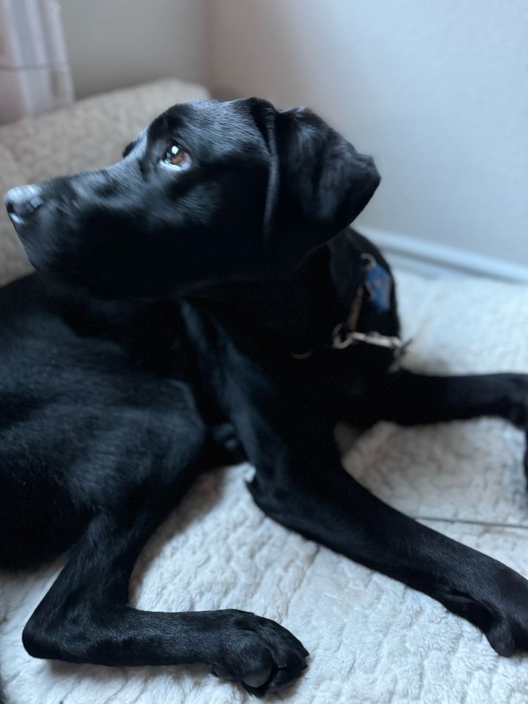 Close-up of a black labrador, laying on a bed and looking to the side.  
