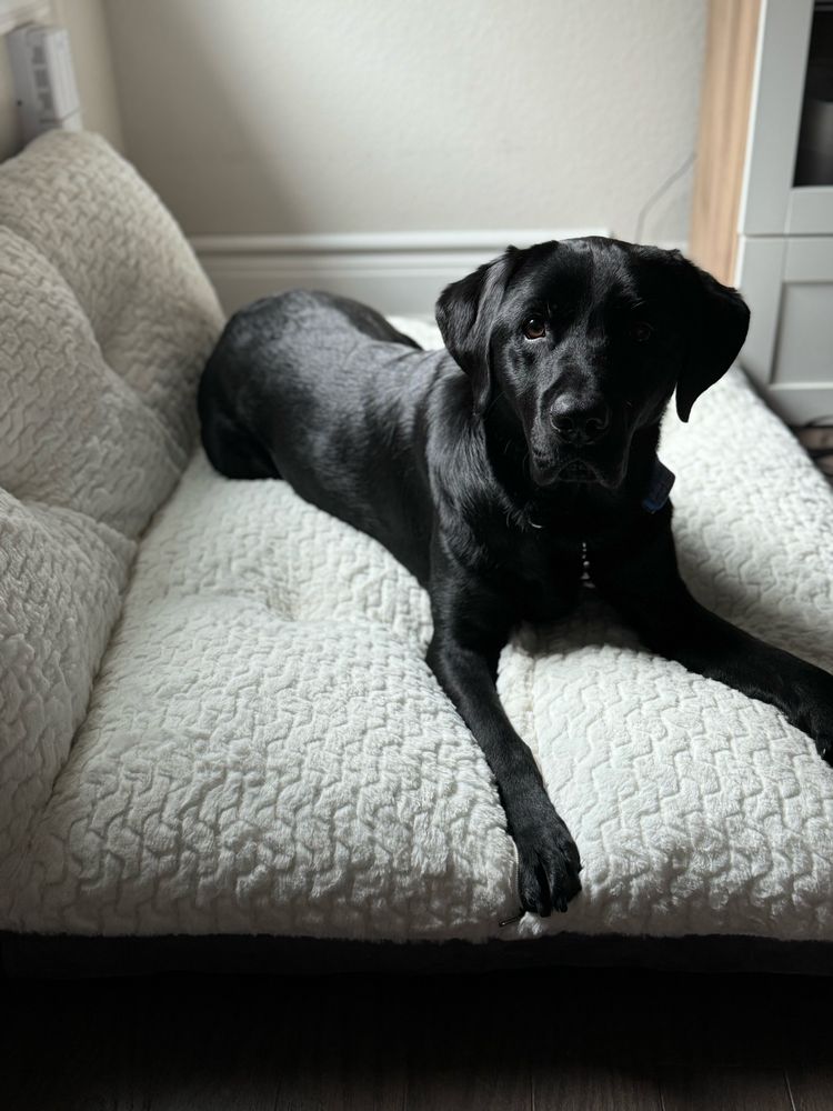 A black Labrador laying on a dog bed.