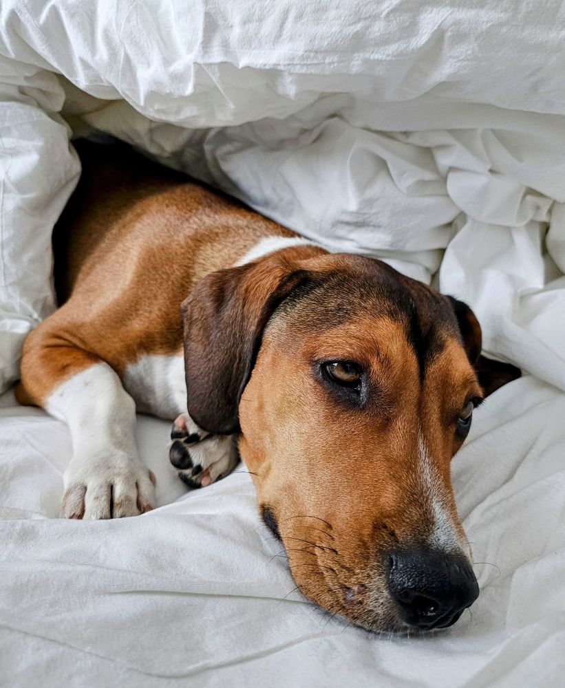 Beagle-Dackel-Mix Coopie liegt unter der Decke im Bett und sieht sehr müde aus.