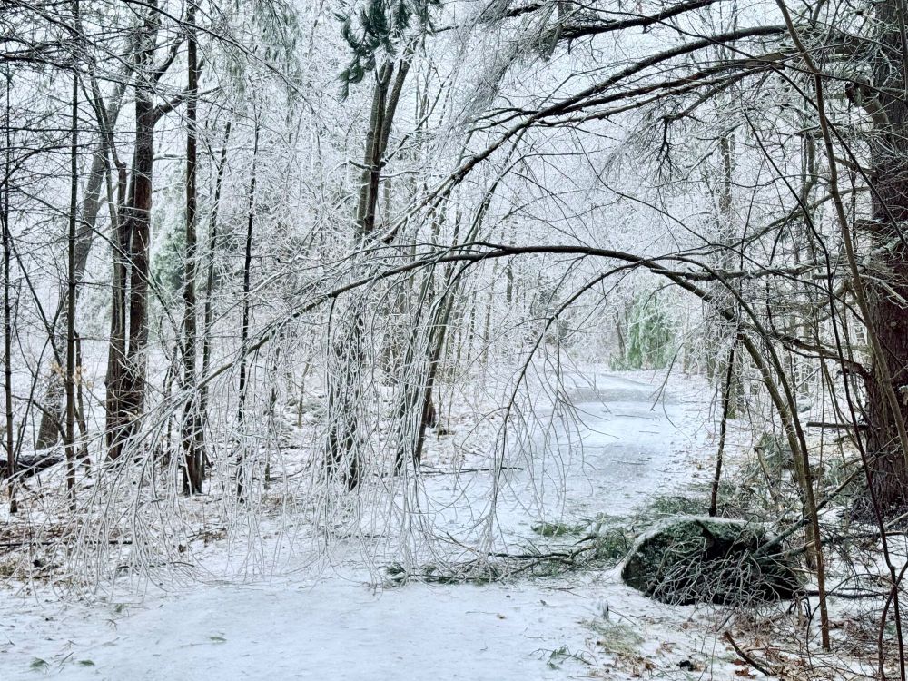 An ice-coated deciduous tree bends over a driveway. Multiple evergreen limbs are lying on the ground. Everything is coated in ice.
