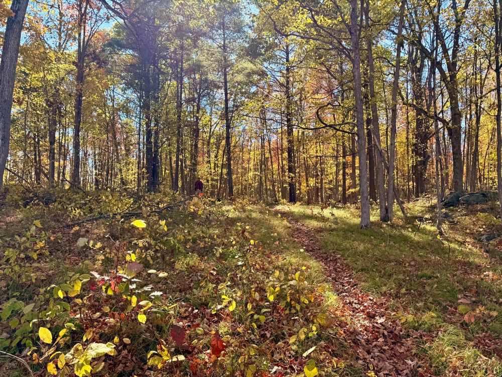 A leaf-covered path on the right of the photo leads into the woods in the distance. The grasses and small plants in the foreground and left of frame are a mix of greens, oranges, yellows. The trees in the distance are mostly deciduous and the leaves have thinned so the blue sky is visible. The trees also are greens, oranges, and yellows.