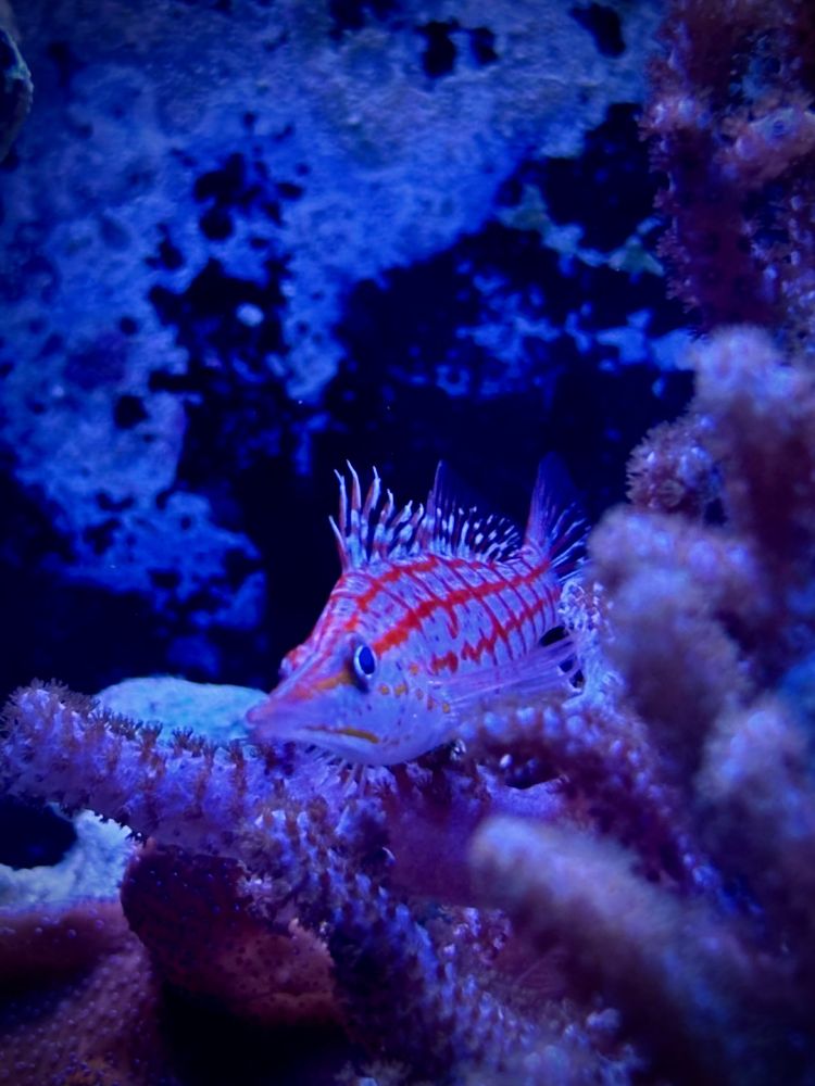 Long nose hawk fish on coral 